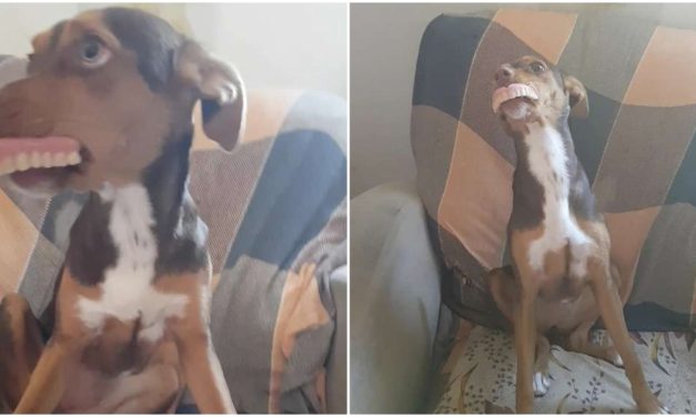 Puppy Flashes Grandma’s Missing Dentures In A Hilarious Smile