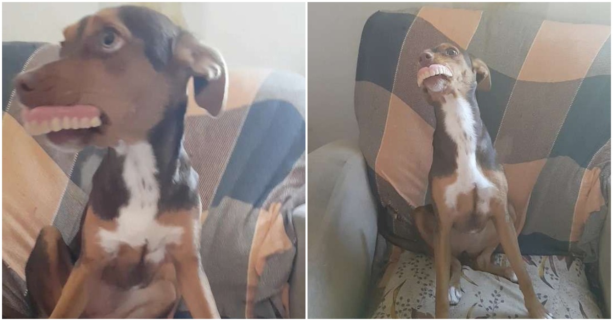 Puppy Flashes Grandma’s Missing Dentures In A Hilarious Smile