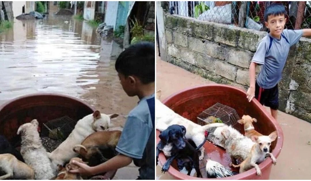 10-Year-Old Gets Instant Fame For Saving Animals From A Flood Using A Large Plastic Bucket