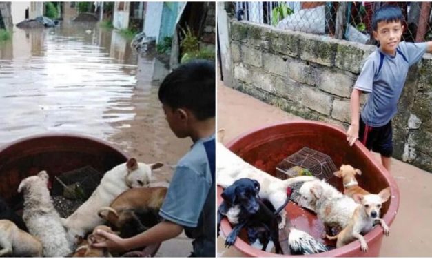 10-Year-Old Gets Instant Fame For Saving Animals From A Flood Using A Large Plastic Bucket