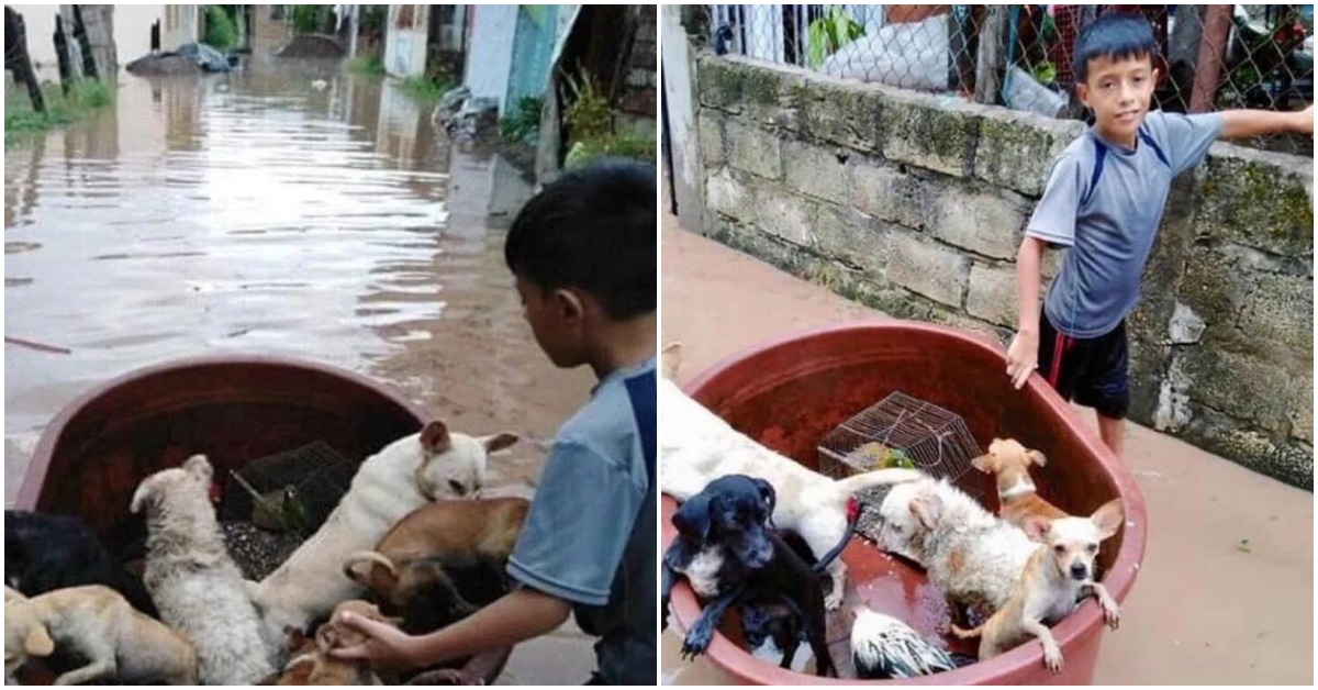 10-Year-Old Gets Instant Fame For Saving Animals From A Flood Using A Large Plastic Bucket