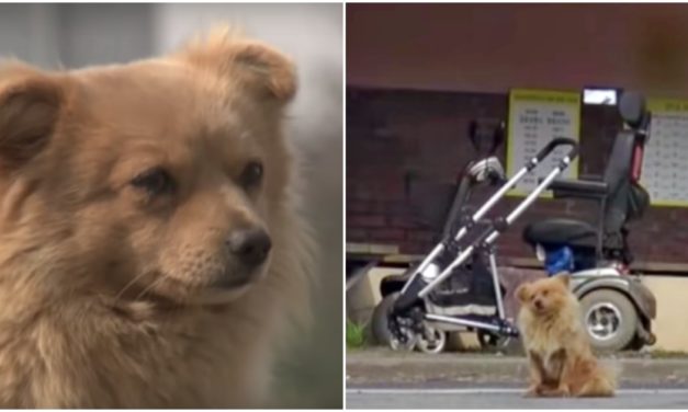Abandoned Puppy Waits At Bus Stop Every Day For The Old Lady That Saved His Life