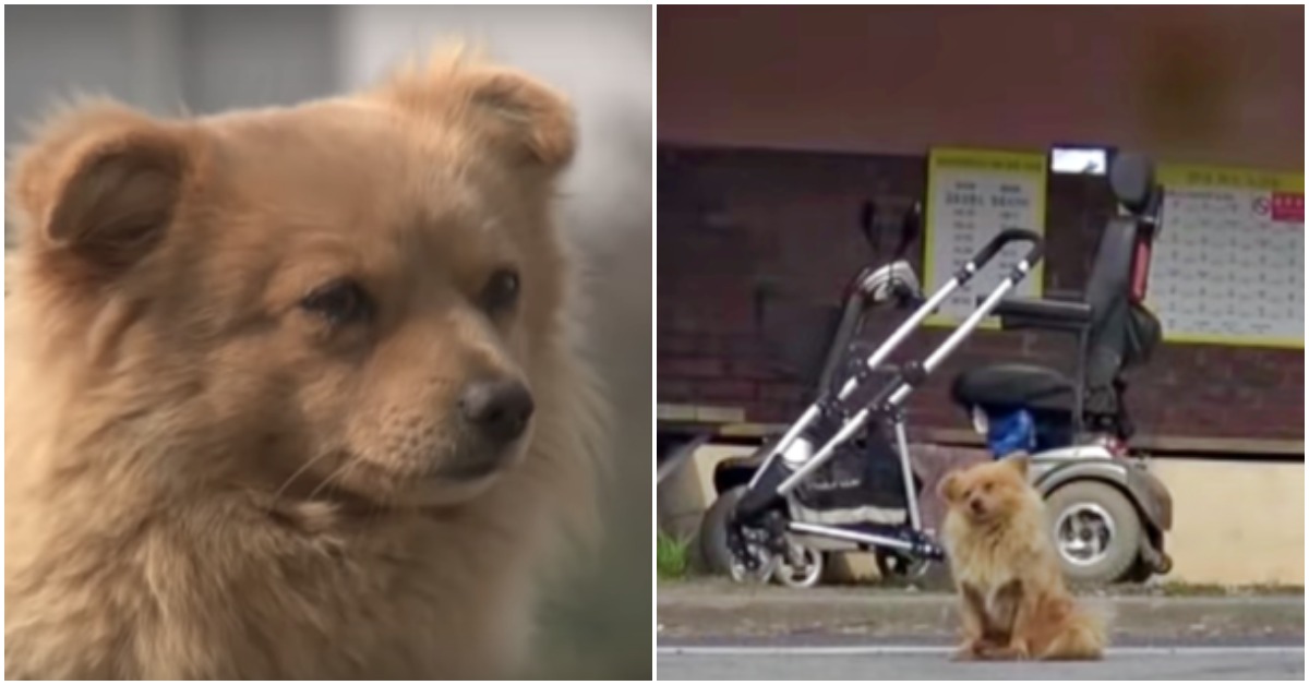 Abandoned Puppy Waits At Bus Stop Every Day For The Old Lady That Saved His Life