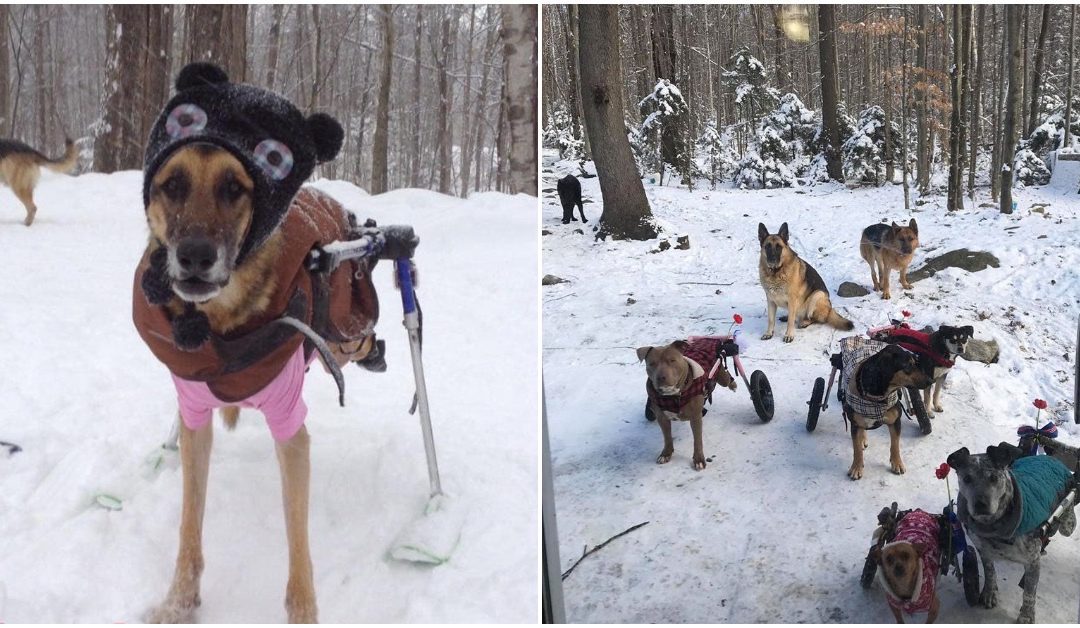 Meet The Fowler Herd: An Awesome Group Of Special Needs Dogs Living Their Best Life