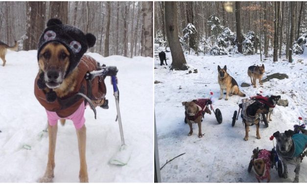 Meet The Fowler Herd: An Awesome Group Of Special Needs Dogs Living Their Best Life