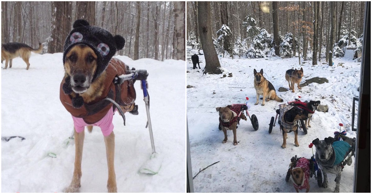 Meet The Fowler Herd: An Awesome Group Of Special Needs Dogs Living Their Best Life