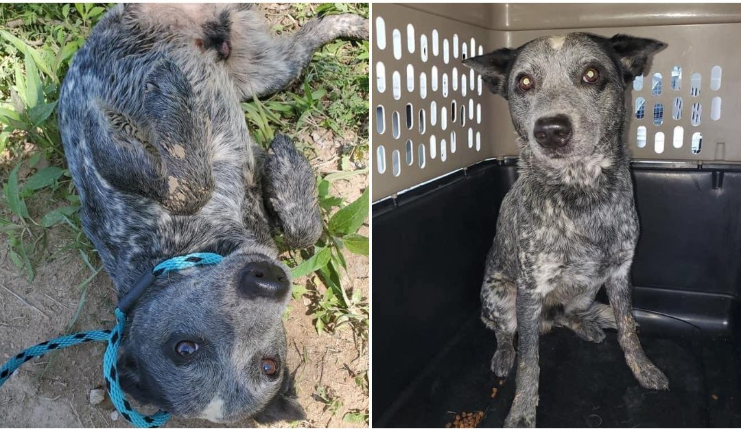 Dog Waits 9 Hours For Owner To Return After Being Dumped And It’s All On Camera