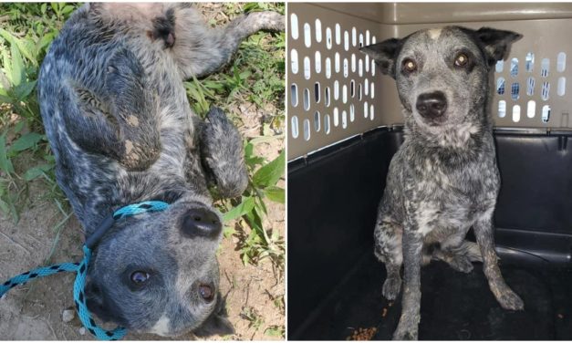 Dog Waits 9 Hours For Owner To Return After Being Dumped And It’s All On Camera