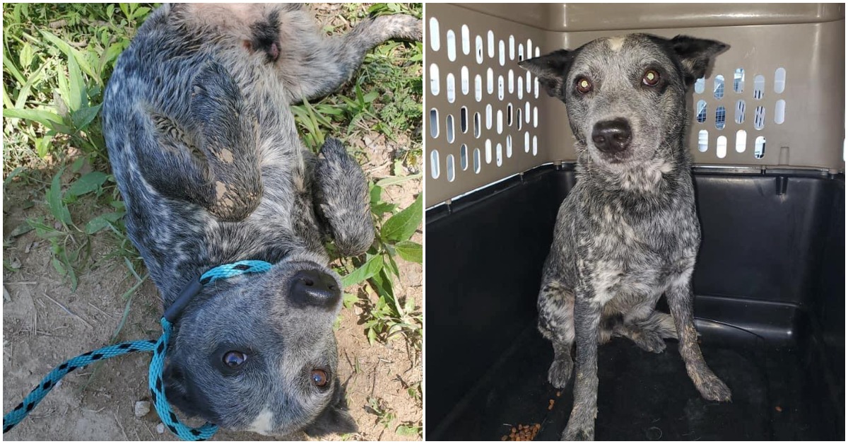 Dog Waits 9 Hours For Owner To Return After Being Dumped And It’s All On Camera