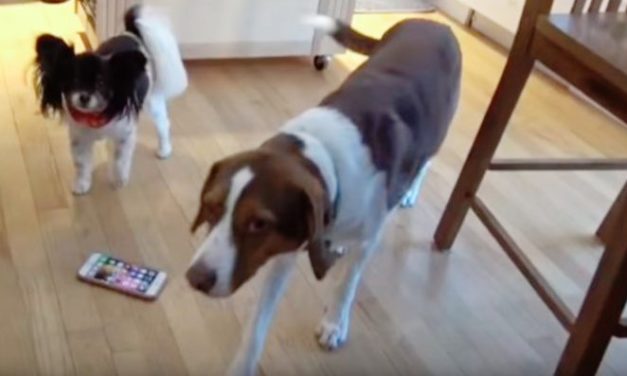 Cops Shows Up To A House After 2 Dogs Accidentally Called 911 Sixteen Times In 30 Mins