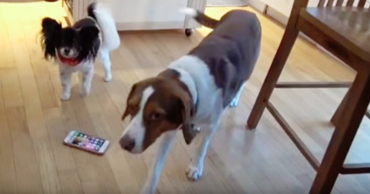 Cops Shows Up To A House After 2 Dogs Accidentally Called 911 Sixteen Times In 30 Mins