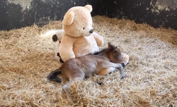 Oprhaned Pony Comforts Himself And Sleeps With Teddy Bear