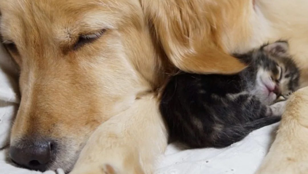 Sweet Golden Retriever Falls In Love With Little Orphaned Kitten
