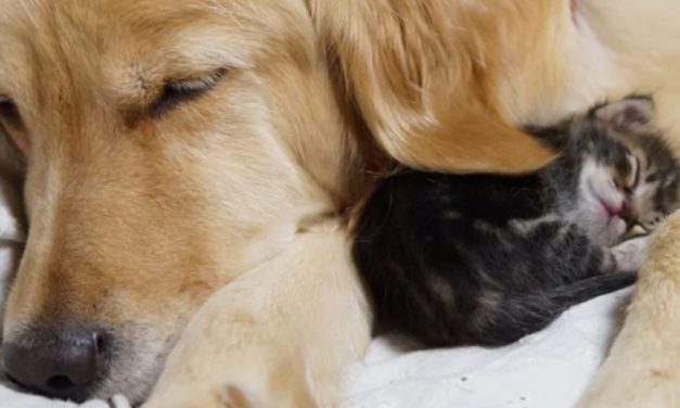 Sweet Golden Retriever Falls In Love With Little Orphaned Kitten