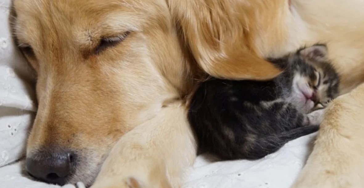 Sweet Golden Retriever Falls In Love With Little Orphaned Kitten