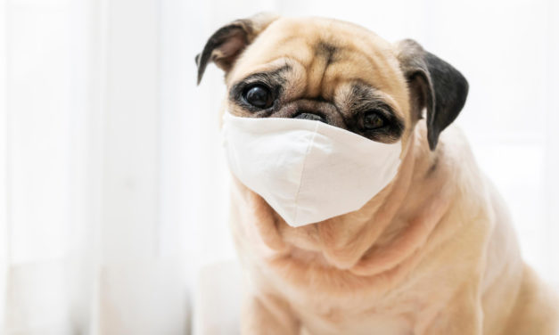 North Carolina Pug Becomes First Dog In The United States To Test Positive For COVID-19