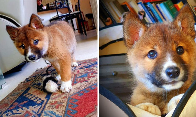 Stray “Puppy” Found In Australia is Actually a Rare Breed of Endangered Dingo