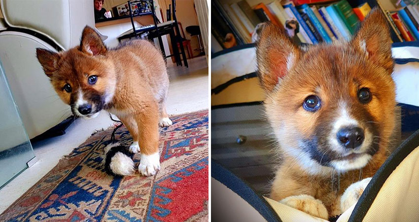 Stray “Puppy” Found In Australia is Actually a Rare Breed of Endangered Dingo