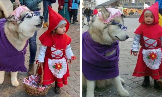 Little Red Riding Hood And Her “Big Bad Wolf” Win Cutest Costumes Ever