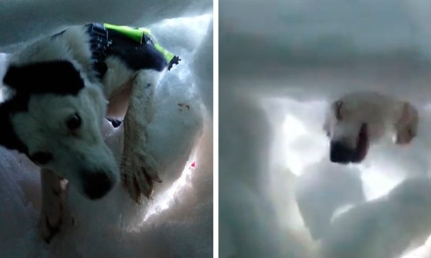 A Man Buries In Snow Filmed His Entire Rescue By A Rescue Dog And It’s Majestic