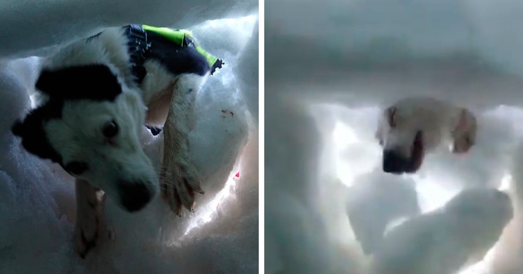 A Man Buries In Snow Filmed His Entire Rescue By A Rescue Dog And It’s Majestic