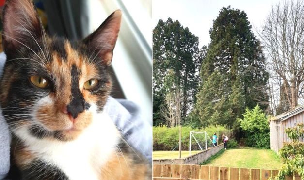 Cat Climbed 80ft Tree And Was Stuck There For 40 Hours