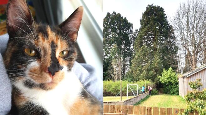 Cat Climbed 80ft Tree And Was Stuck There For 40 Hours