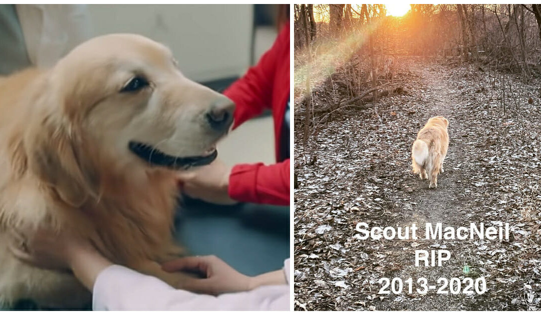 The Cancer-Battling Dog Scout Who Starred In Two Super Bowl Commercials, Has Passed Away