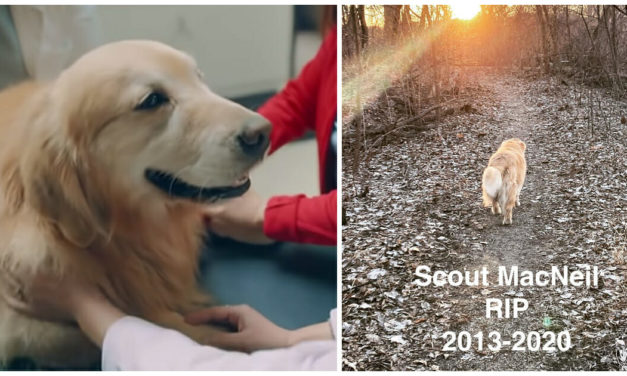 The Cancer-Battling Dog Scout Who Starred In Two Super Bowl Commercials, Has Passed Away