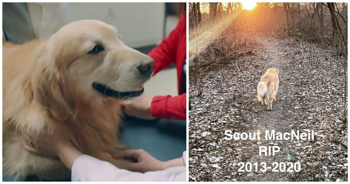 The Cancer-Battling Dog Scout Who Starred In Two Super Bowl Commercials, Has Passed Away