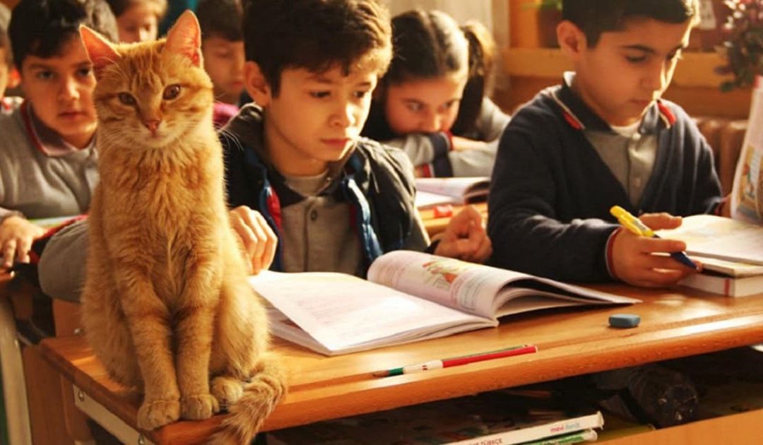 Stray Ginger Cat Wanders Into Classroom And Acts Like A Student