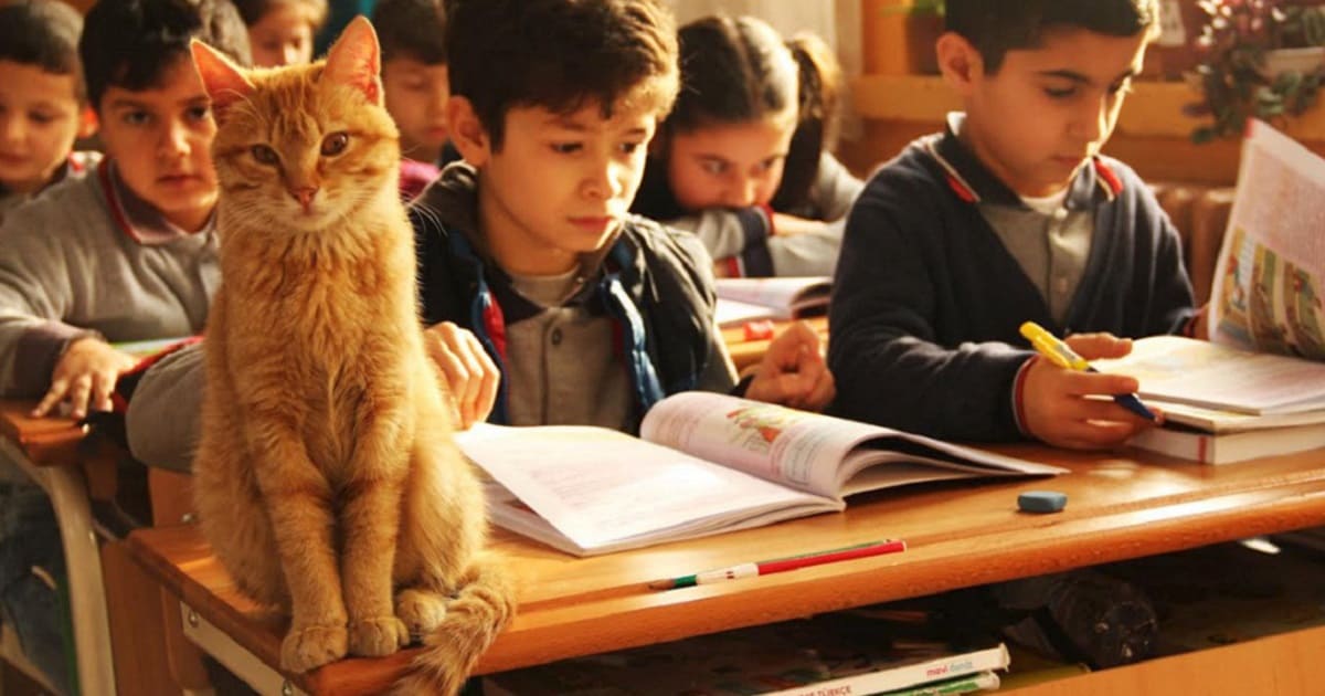 Stray Ginger Cat Wanders Into Classroom And Acts Like A Student