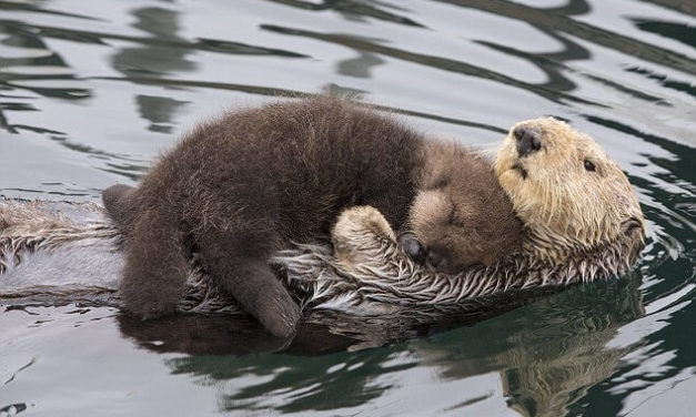 Mama Otter Carries Newborn On Her Tummy To Keep It Dry While Floating