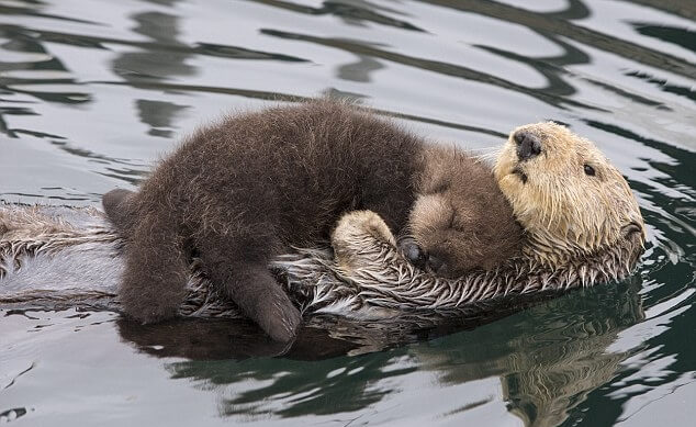 Mama Otter Carries Newborn On Her Tummy To Keep It Dry While Floating