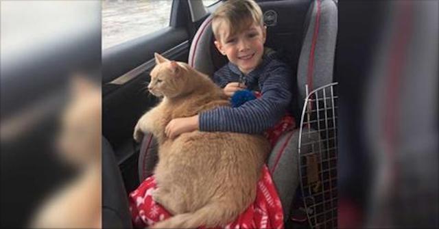Mom Offers Her Son to Pick Any Animal at Shelter, Picks 10-Year-Old Overweight and Shy Cat