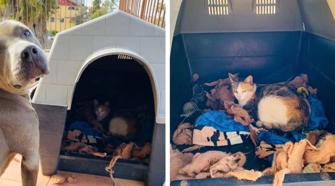 Sweet Pit Bull Takes In Pregnant Stray Cat Into His Home To Have Her Kittens