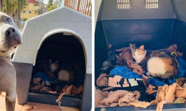 Sweet Pit Bull Takes In Pregnant Stray Cat Into His Home To Have Her Kittens