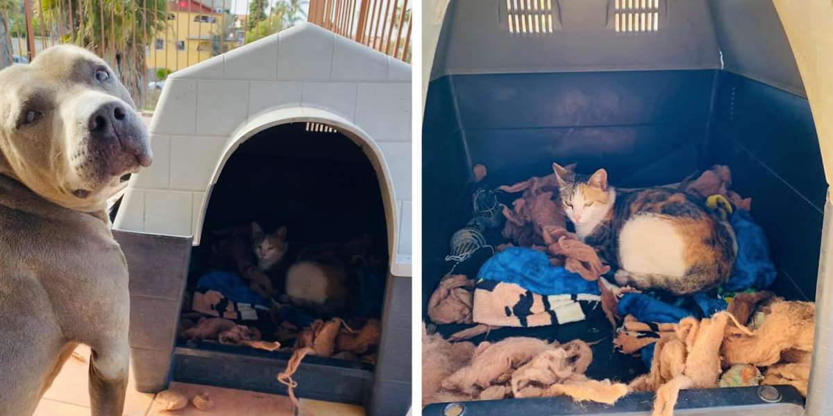 Sweet Pit Bull Takes In Pregnant Stray Cat Into His Home To Have Her Kittens