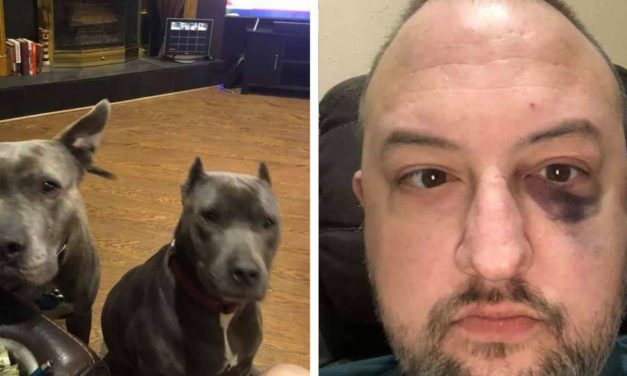 Unwanted Dogs Save Their New Dad During A Robbery