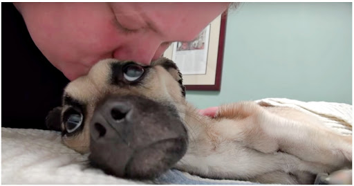 Old Owner Thought She Doesn’t Deserve To Eat, New Owner Proves She Deserves The Entire World