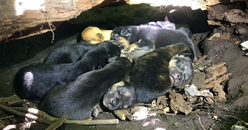 Despite Her Broken Leg, Mama Dog Carried All 13 Pups To The Safest Hiding Spot