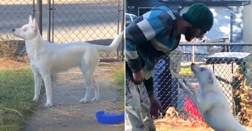 Blind and Deaf Adorable Dog Jumps Out Of Joy When She Senses Her Dad Is Coming Home