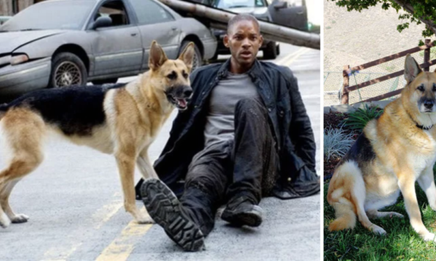 Will Smith’s German Shepherd Co-Star In ‘I Am Legend’ Is Turning 13 And Still The Best