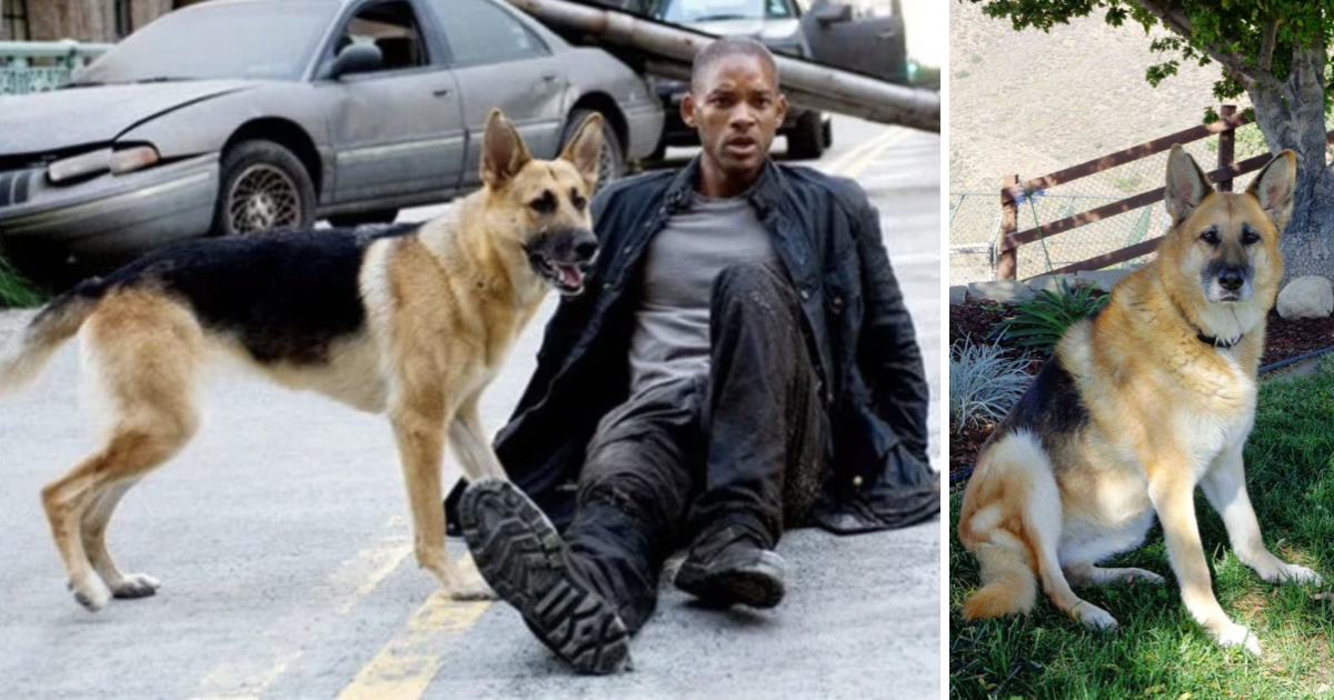 Will Smith’s German Shepherd Co-Star In ‘I Am Legend’ Is Turning 13 And Still The Best