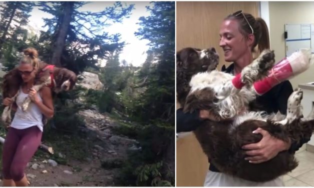 Amazing Woman Carries Injured Dog On Her Shoulders For 6 Hours To Save His Life