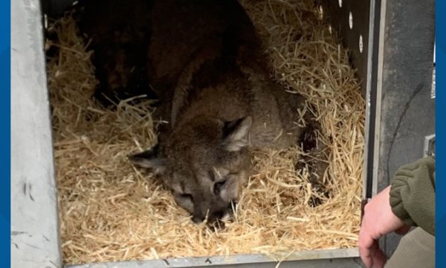 A Young Mountain Lion Had To Be Euthanized After It Was Found Injured