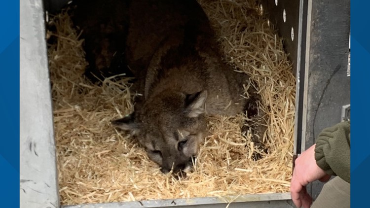 A Young Mountain Lion Had To Be Euthanized After It Was Found Injured