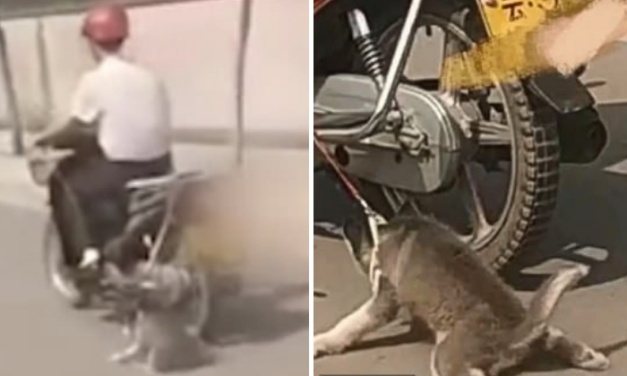 Dog’s Skin Peeled Off After It Was Tied  To A Bike And Dragged On The Road