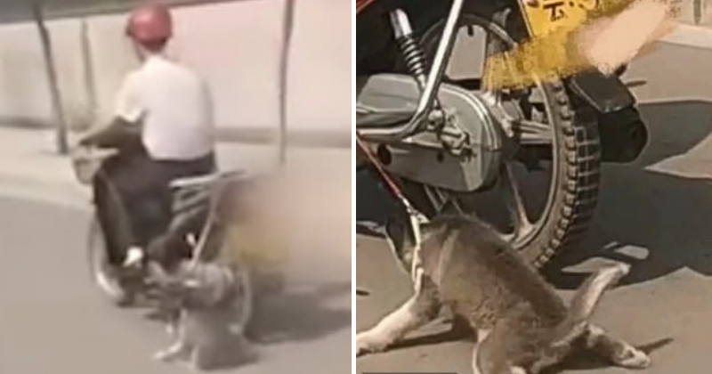 Dog’s Skin Peeled Off After It Was Tied  To A Bike And Dragged On The Road