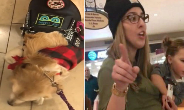 Little Girl Wants To Pet Service Dog – After Her Mom Heard No, She Called Security